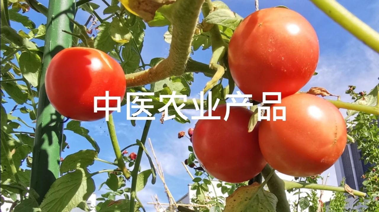 碧根果果树北方能种吗视频