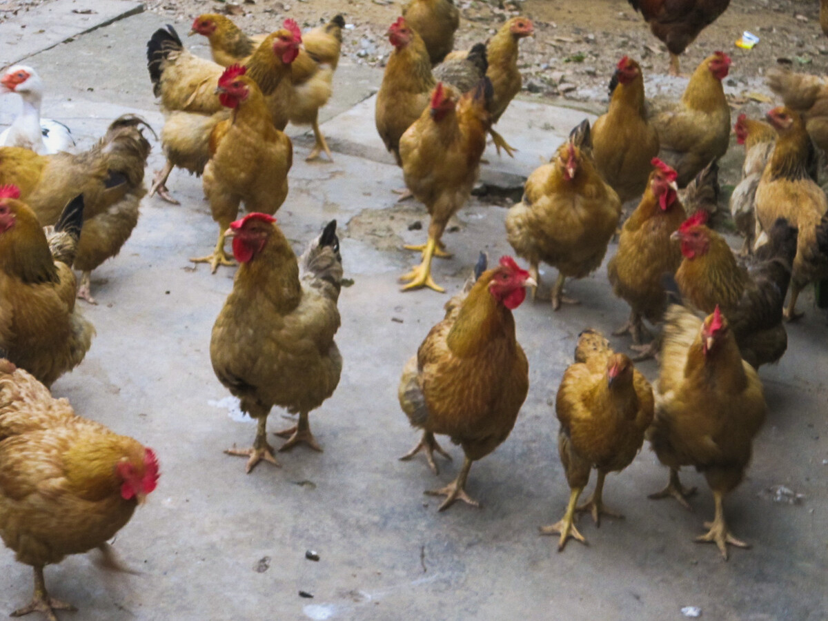 鸡肚子里的黄油有什么用途 哪些品种的鸡最容易长黄油-见文-第一视频