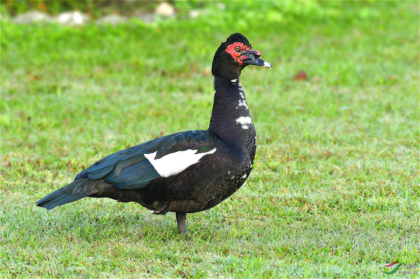 什么是鸭呼肠孤病毒"类白肝"  鸭呼肠孤病毒怎样治疗
